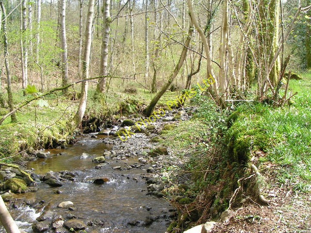 Photo 6"x4" Springs Wood, Near Keswick Keswick\/NY2623 c2004