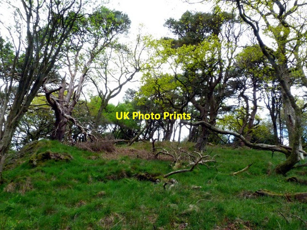 Photo 6"x4" The Martyrs' Hill Palnackie c2012