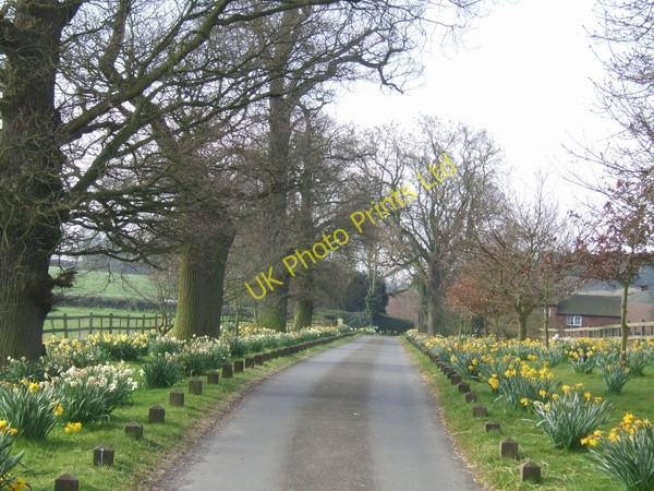 Photo 6"x4" Driveway from Black Ladies Priory Bishops Wood c2007