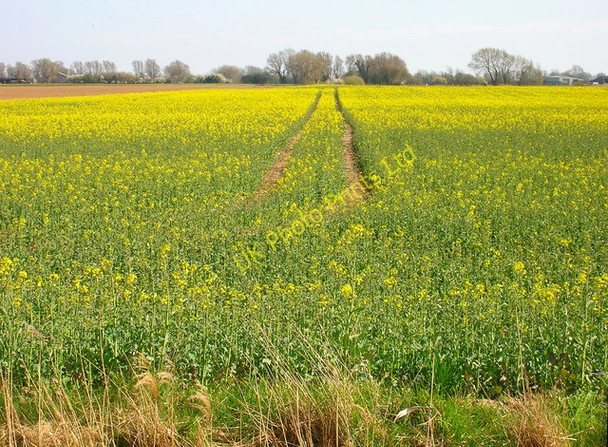 Photo 6"x4" Fields near Cliftonville Farm Snargate c2007