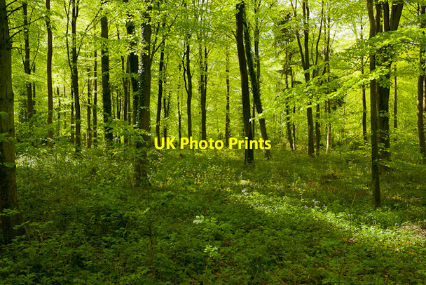 Photo 6"x4" Spring beech trees in Bottom Copse, Corhampton Dean\/SU5619 c2012