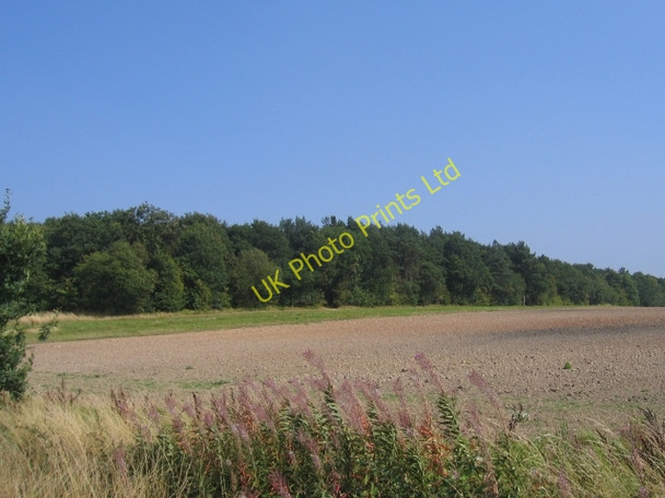 Photo 6"x4" Chase Wood Honiley c2005