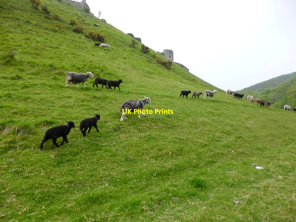 Photo 6"x4" Corfe Castle, sheep grazing Corfe Castle c2012