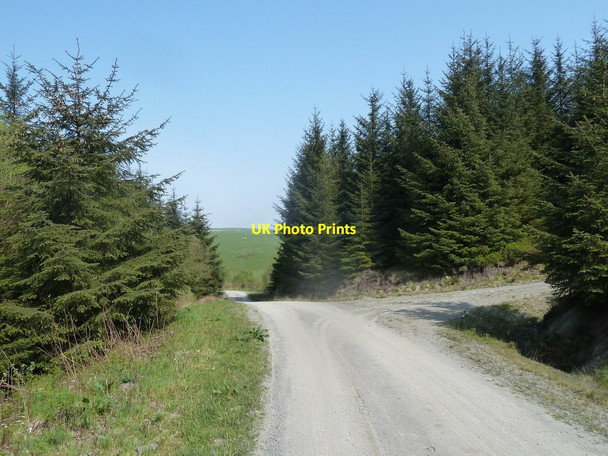 Photo 6"x4" Forest track and junction David's Well c2012