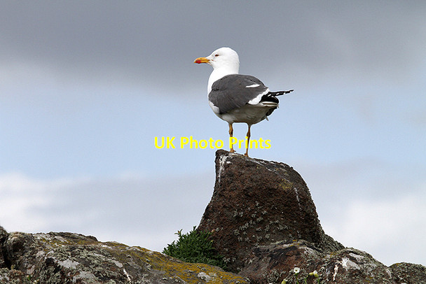 Photo 6"x4" A Lesser Black-backed Gull (Larus fuscus) on the Isle of May South Ness\/NT6698 c2012