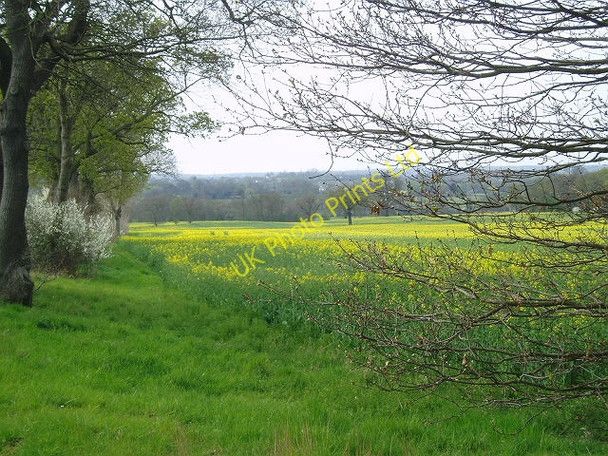 Photo 6"x4" Danbury - Rape Fields Horne Row c2007