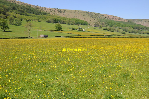 Photo 6"x4" Buttercups in the Vale of Ewyas Cwmyoy c2012