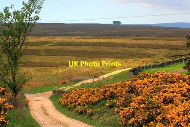 Photo 6"x4" Black Allotment Upper Town\/NZ0737 c2012