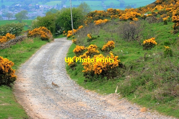Photo 6"x4" Harthope Track Upper Town\/NZ0737 c2012
