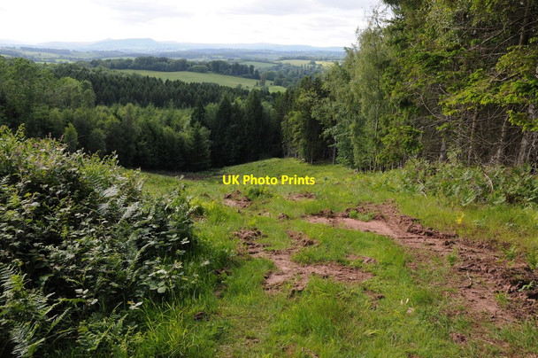 Photo 6"x4" Panteris Wood The Hendre c2012