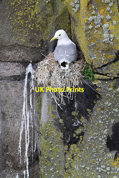 Photo 6"x4" A kittiwake on the Isle of May South Ness\/NT6698 c2012