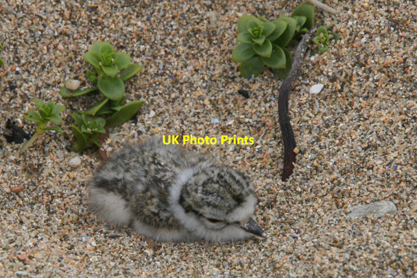 Photo 6"x4" Ringed Plover (Charadrius hiaticula) chick, Skaw beach Kirkaton c2012