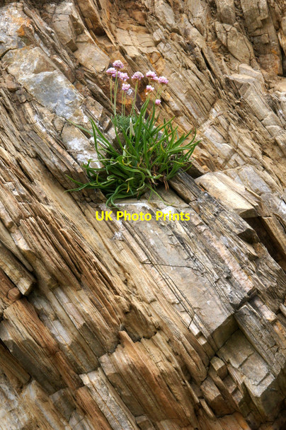 Photo 6"x4" Thrift (Armeria maritima), Skaw Kirkaton c2012