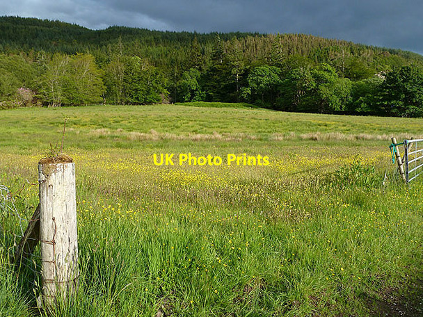 Photo 6"x4" A buttercup meadow near Appin House Portnacroish c2012