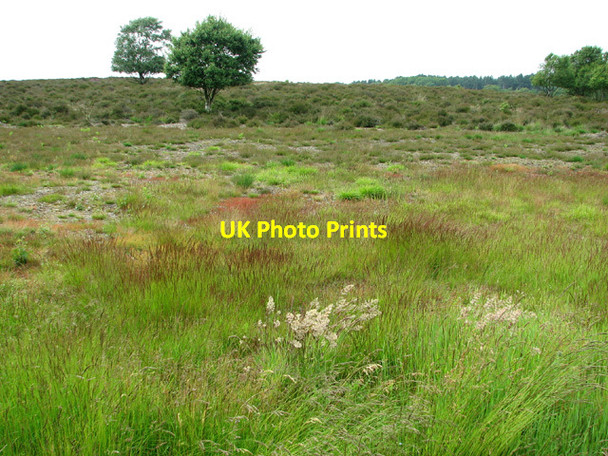 Photo 6"x4" Westleton Heath in June Westleton c2012
