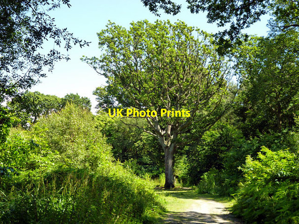 Photo 6"x4" In Guestling Wood Friar's Hill\/TQ8513 c2012