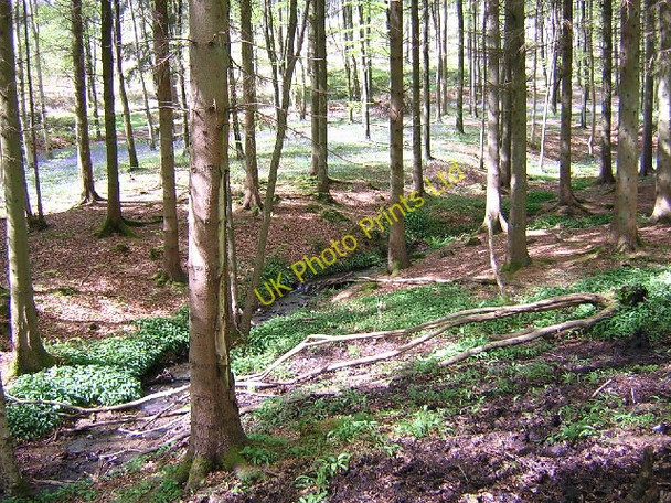 Photo 6"x4" Mabie Forest with Bluebells Islesteps c2004