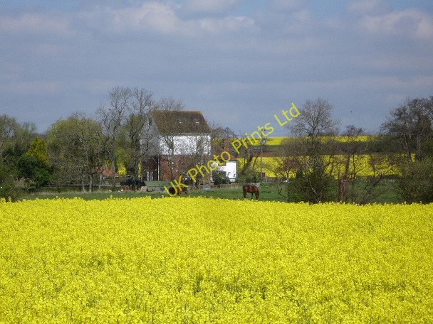 Photo 6"x4" Rape field looking north to Evegate mill Stonestreet Green c2007