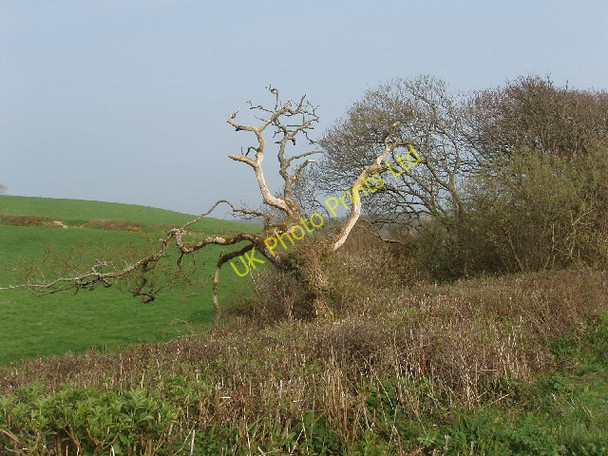 Photo 6"x4" Dead tree in hedge Box's Shop c2007