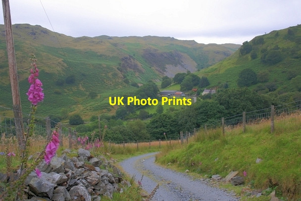 Photo 6"x4" Foxgloves on the Track from Berthgoed Strata Florida c2012