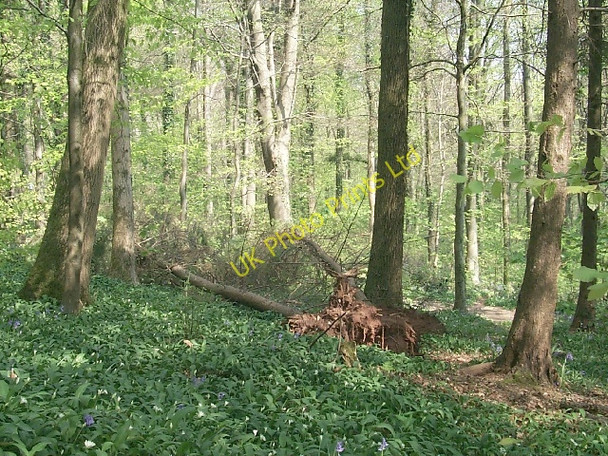 Photo 6"x4" Forest Fawr, nr Tongwynlais Bwlch-y-cwm c2007 P1