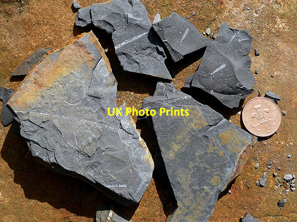 Photo 6"x4" Graptolite fossils in Dob's Linn Raking Gill c2012