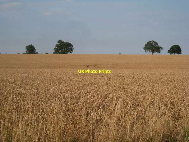 Photo 6"x4" Wheatfield near Waithe House Farm North Thoresby c2012