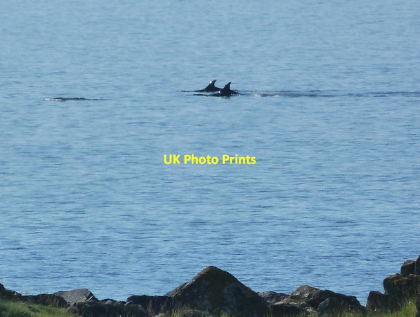 Photo 6"x4" Dolphins at A'Chleit Muasdale c2012