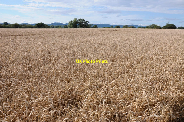 Photo 6"x4" Wheat field near Eldersfield Marsh Bridge End\/SO8031 c2012