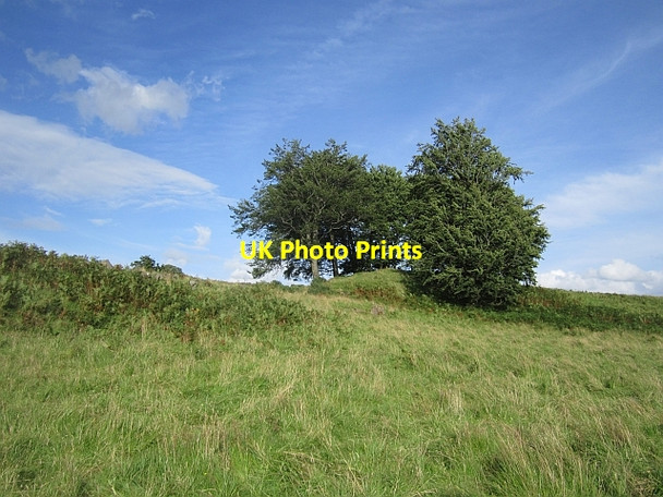 Photo 6"x4" Woodland, Wester Barnego Denny c2012