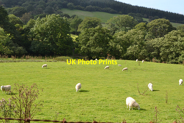 Photo 6"x4" Grazing in Cwm Tafalog Blaen-Tafolog c2012