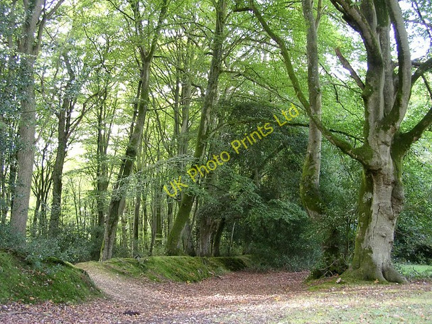 Photo 6"x4" Northern edge of the Bramshaw Inclosure, New Forest Nomansland\/SU2517 c2005
