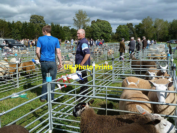 Photo 6"x4" The Yarrow and Ettrick Agricultural Show Selkirk c2012