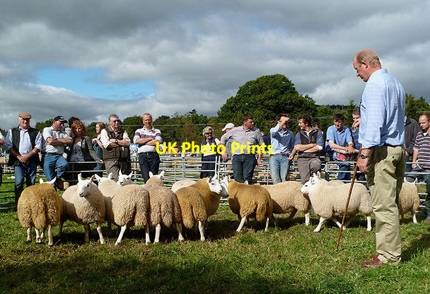Photo 6"x4" Judging sheep at the Yarrow and Ettrick Agricultural Show Selkirk c2012