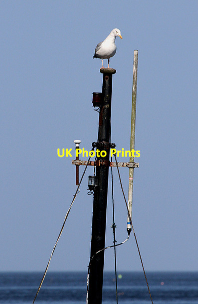 Photo 6"x4" Hitching a ride Burnmouth\/NT9561 c2012