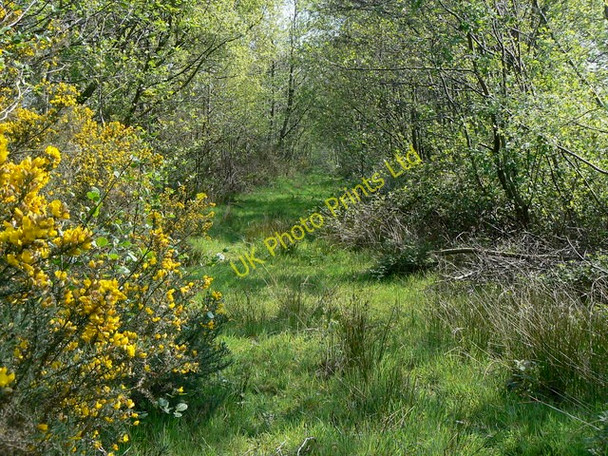 Photo 6"x4" Overgrown footpath Arden\/NS3684 c2007