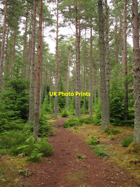 Photo 6"x4" Forest, Ord Hill Craigton\/NH6648 c2012