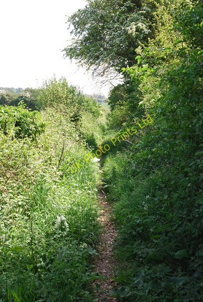 Photo 6"x4" Overgrown footpath (bridleway) near Thornicombe Farm Lower Whatcombe c2007