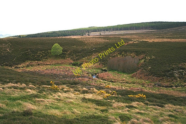 Photo 6"x4" Moss of Rothes Rothes c2007