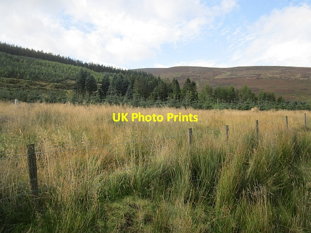Photo 6"x4" Forestry in the Manor Valley Langhaugh\/NT2031 c2012