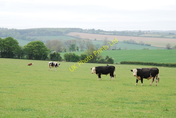 Photo 6"x4" Cows near Field Barn Lower Whatcombe c2007