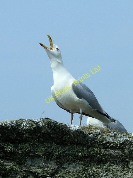 Photo 6"x4" Herring gull (Larus argentatus), calling Isallt Bach c2007