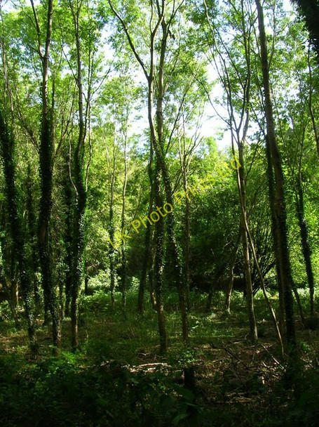 Photo 6"x4" Eartham Thicket Crockerhill\/SU9207 c2006