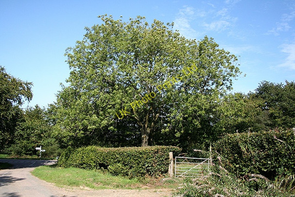 Photo 6"x4" Templeton: Ash tree at Gibbett Moor Cross Mogworthy c2006