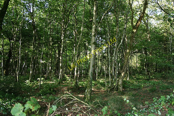 Photo 6"x4" Witheridge: wood by Home Farm Mogworthy c2006