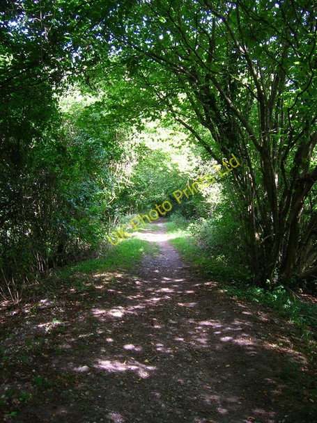 Photo 6"x4" Stane Street Upwaltham c2006