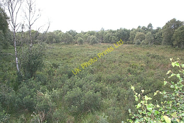 Photo 6"x4" Muir of Dinnet Dinnet c2006