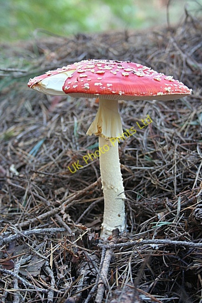 Photo 6"x4" Fly Agaric (Amanita muscaria) Inchmarnoch c2006