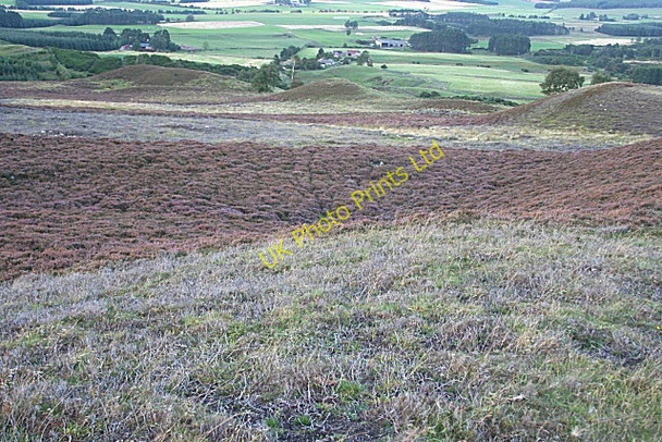 Photo 6"x4" Burnt Heather Logie Coldstone c2006