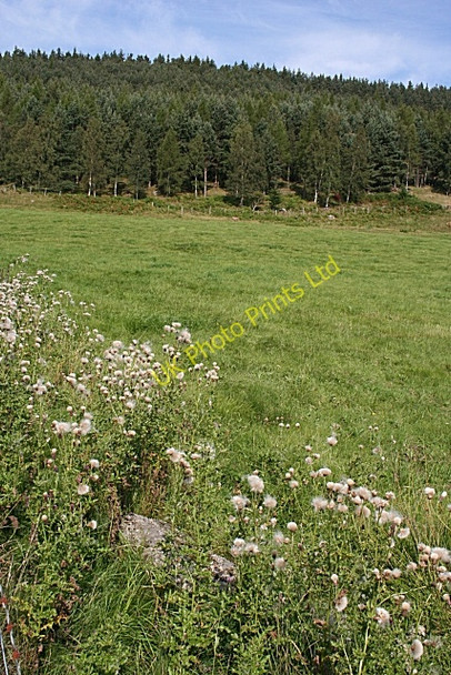 Photo 6"x4" Belrorie Hill Millfield\/NO4896 c2006